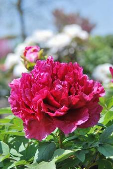 ボタンの花 ボタンの花の写真