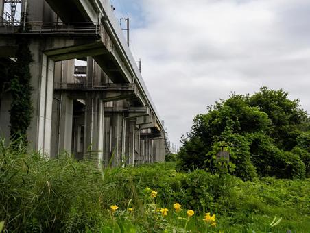 原市沼の古代蓮周辺の景色 原市沼の古代蓮周辺の景色 花,綺麗,美しいの写真素材