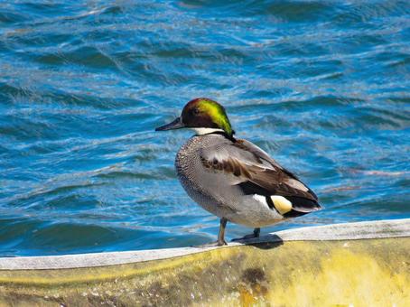 水辺に佇むヨシガモのオス ヨシガモ,野鳥,動物の写真素材