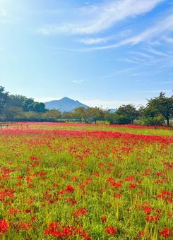 赤い彼岸花が遠くまで咲き乱れる秋の光景 赤い彼岸花が遠くまで咲き乱れる秋の光景 彼岸花,ヒガンバナ,曼殊沙華の写真素材