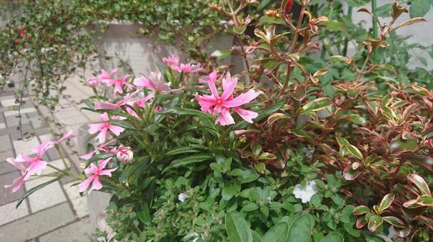 ピンクの花 ピンクの花の写真