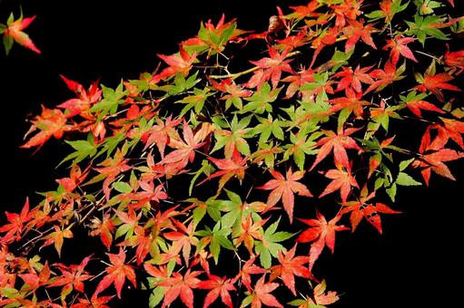 紅葉7 紅葉7 植物,秋,紅葉の写真素材