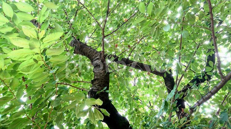 夏の木漏れ日３ 葉,木,自然の写真素材