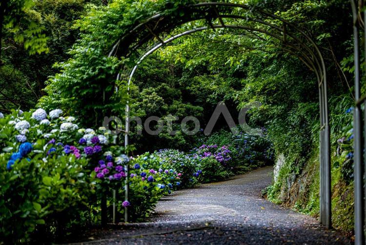 静岡県下田市　下田公園のアジサイ 下田公園,紫陽花,あじさいの写真素材