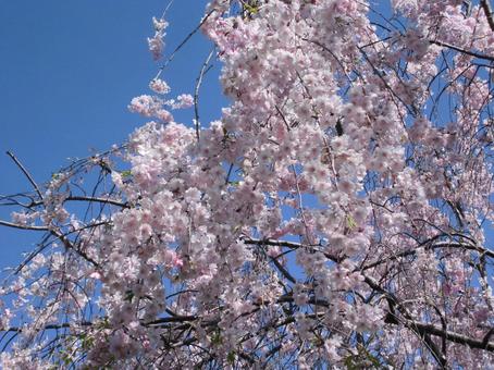 晴れた空と桜の花 晴れた空と桜の花 桜,花,さくらの写真素材