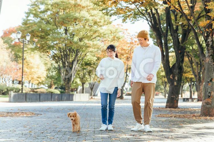 犬の散歩をする男女（歩く） 犬,ペット,愛犬の写真素材