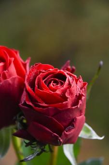 赤い薔薇 赤い薔薇の写真