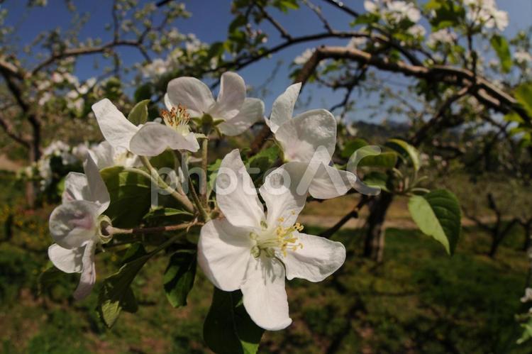 りんごの花と果樹園 りんご,花,アップの写真素材