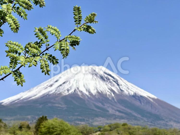 山椒の葉と背景にぼかし富士 山椒,葉,新芽の写真素材