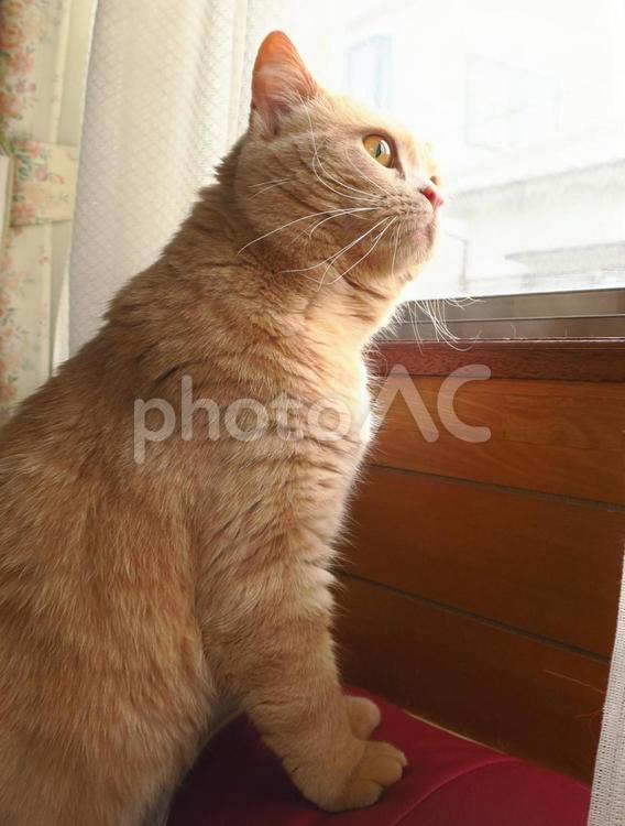 うちのネコさま　窓の外に獲物発見 ネコ,猫,昼寝の写真素材