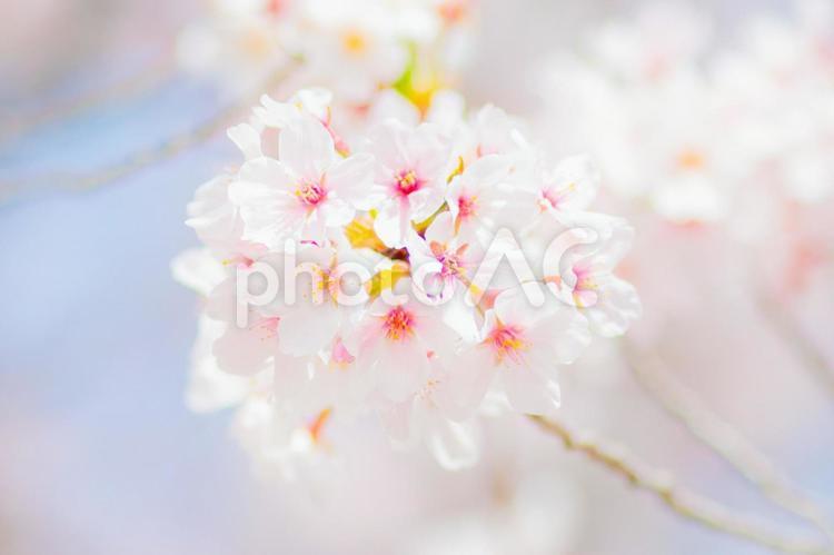 ふっわふわの桜 桜,お花,可憐の写真素材