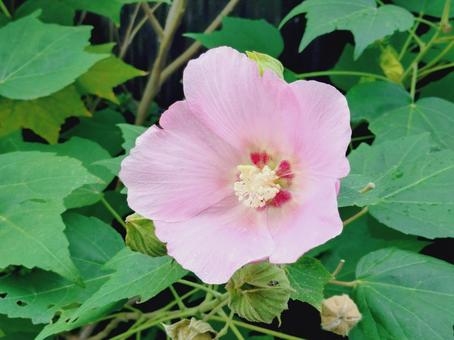ピンクのフヨウの花 芙蓉,フヨウ,お花の写真素材