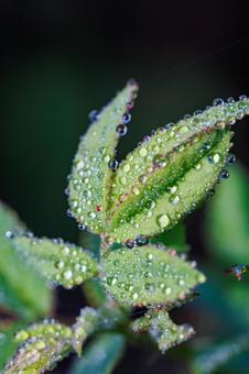 雨上がり水玉のある葉 雨上がり水玉のある葉の写真