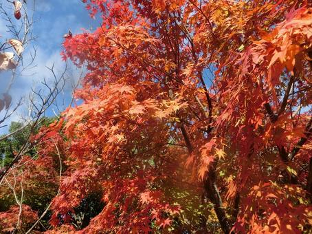 Autumn leaves season, JPG Autumn leaves season, JPG