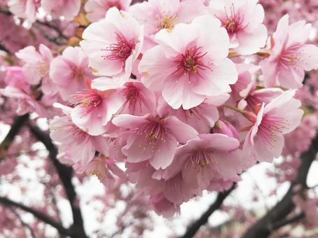 満開の桜 満開の桜の写真