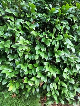 複雑な葉 複雑な葉 葉っぱ,葉,草木の写真素材