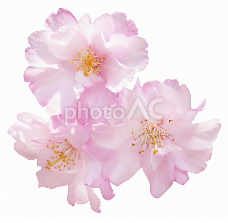 切り抜き素材　桜50 桜,ピンク,カワイイの写真素材