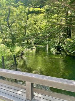 夏の森と透明な川の流れ 夏の森と透明な川の流れ 上高地,清流,川の写真素材