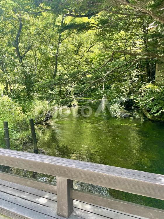 夏の森と透明な川の流れ 上高地,清流,川の写真素材