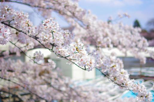 桜　春の風景の写真