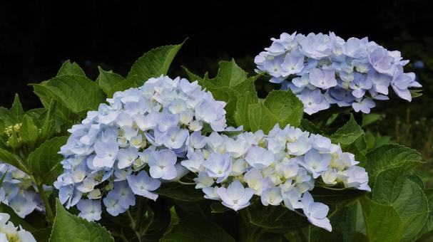 Photo, hydrangea, flour, flower, 