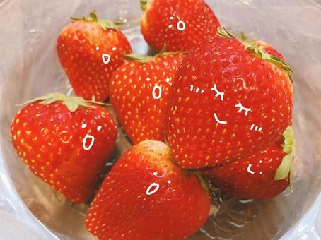 かわいいいちごに夢中のいちご達 かわいいいちごに夢中のいちご達の写真