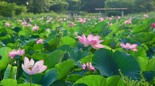 ハスの花 ハスの花の写真