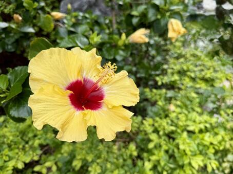 黄色いハイビスカス ハイビスカス,南国,花の写真素材