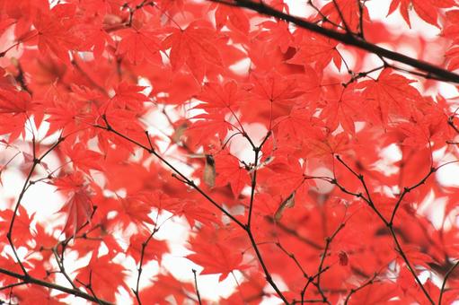 Photo, momiji, maple, autumn leaves, 