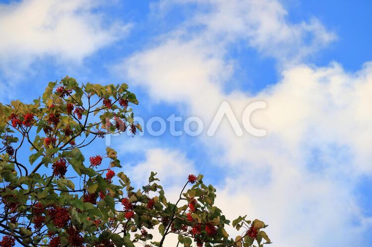 イイギリの赤い実と青空 イイギリ,キリ,ナンテンギリの写真素材