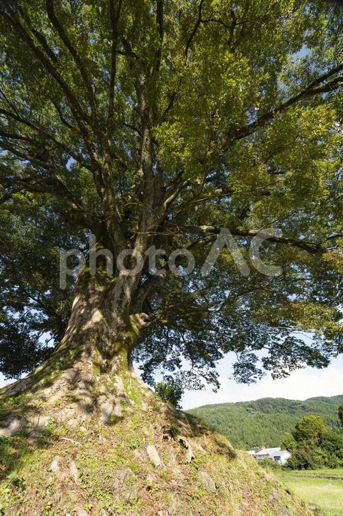 新潟県糸魚川市にある山王森大欅 山王森大欅,糸魚川,新潟県の写真素材