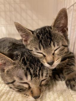 夢の中の猫 猫,寝てる,2匹の写真素材