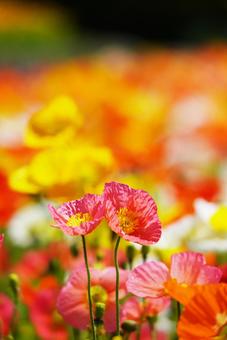 Yamaguchi Flower Land (Poppies), JPG Yamaguchi Flower Land (Poppies), JPG