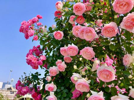 都会のバラ園 ピンクのバラ 都会のバラ園 ピンクのバラ バラ,薔薇,ピンクの写真素材
