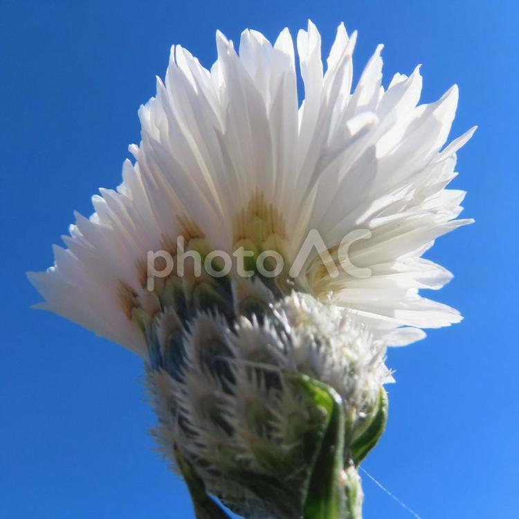 ヤグルマギク（矢車菊） ヤグルマギク,矢車菊,花の写真素材