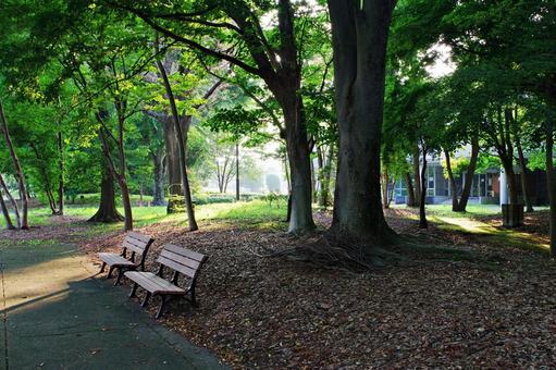 夏の公園にて 夏の公園にて 公園,夏,木立の写真素材