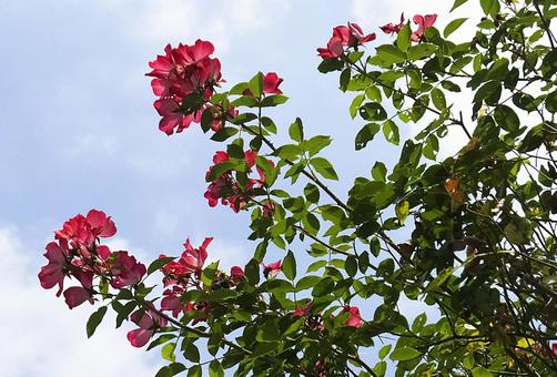 バラ [Rose]-023の写真