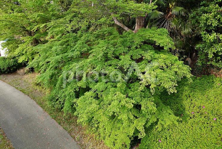 青々と萌えるイロハモミジ イロハモミジ,伊呂波紅葉,青々の写真素材