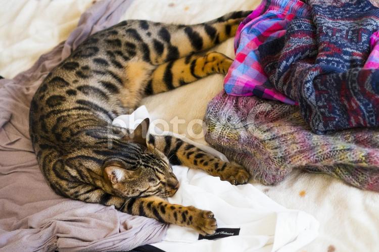洗濯物の上で寝るベンガル猫 猫,ベンガル,ベンガル猫の写真素材