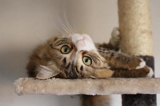 くつろぐ猫 くつろぐ猫の写真