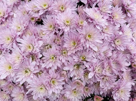 紫の小菊２ 菊,小菊,満開の写真素材