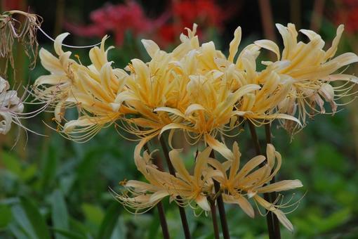[Flower photo] Scenery of blooming red spider lilies, JPG