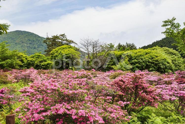 雲仙　池の原のミヤマキリシマ ミヤマキリシマ,ツツジ,キリシマツツジの写真素材
