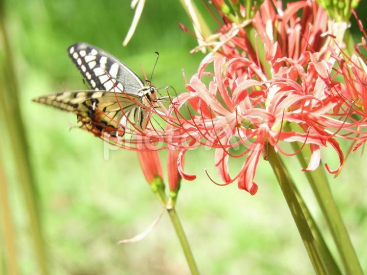 アゲハと曼珠沙華 アゲハチョウ,彼岸花,曼珠沙華の写真素材