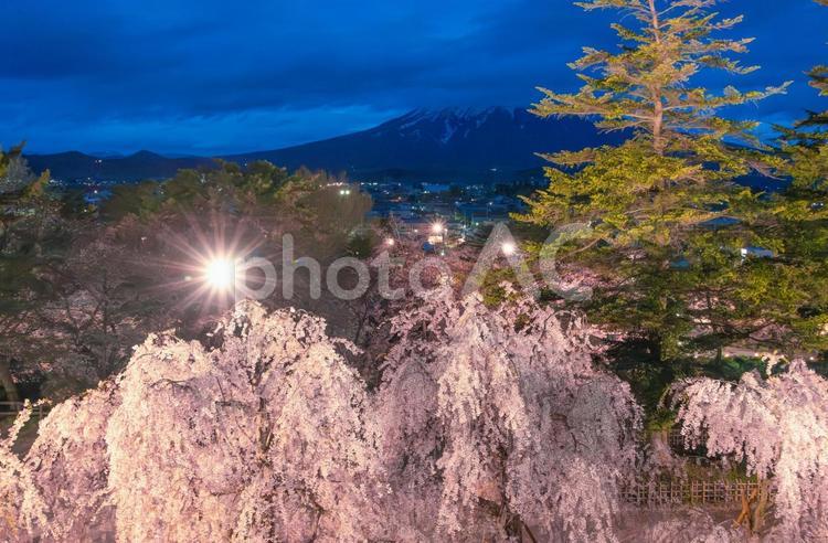 弘前城天守閣からの夜桜と雪化粧の岩木山 弘前城,天守閣,夜桜の写真素材