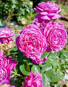 Photo, rose, red-purple, purple, 