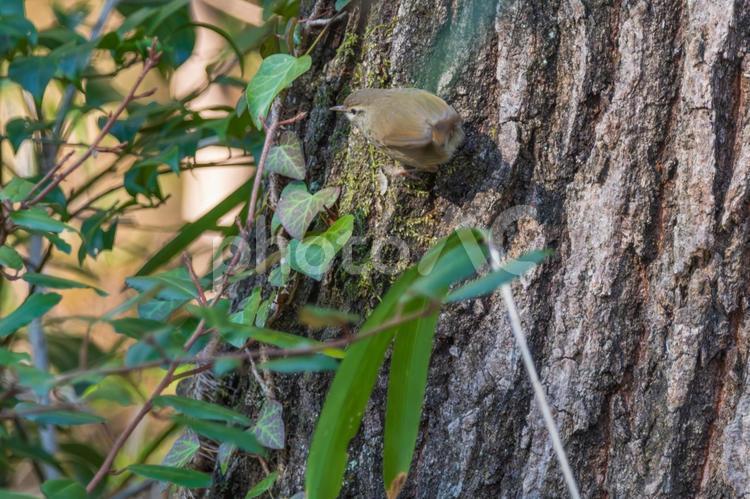木の幹に止まるウグイス ウグイス,鳥,野鳥の写真素材