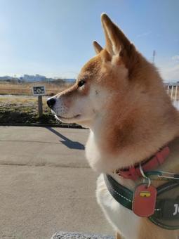 凛々しい横顔の柴犬です! 凛々しい横顔の柴犬です! 犬,シバ,shibainuの写真素材
