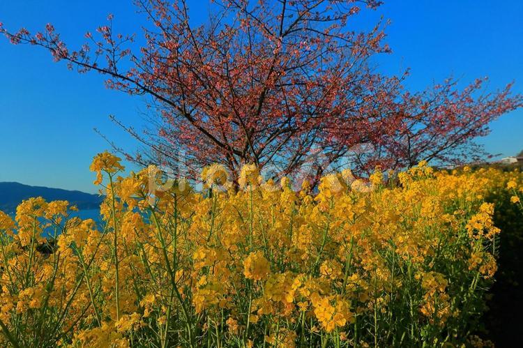 青空と菜の花と河津桜 花,植物,屋外の写真素材