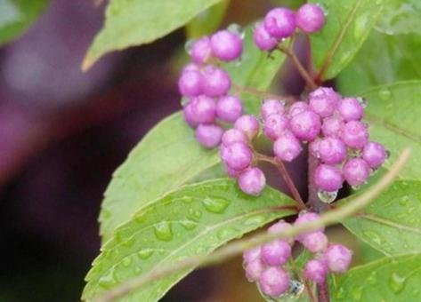 紫式部花木の写真